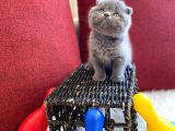 Top Kafa Scottish Fold Oyuncu Gri Renk Yavru