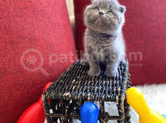 Top Kafa Scottish Fold Oyuncu Gri Renk Yavru görsel