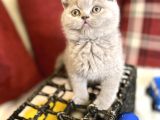 Lilac Renk British Shorthair Nadir Bulunan Renk Super Yavru