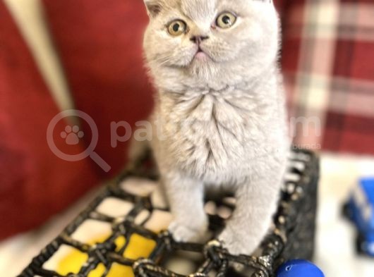 Lilac Renk British Shorthair Nadir Bulunan Renk Super Yavru