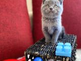 Muhtesem Kalite British Shorthair Gri Renk Oyuncu Yavru