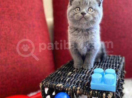 Muhtesem Kalite British Shorthair Gri Renk Oyuncu Yavru görsel