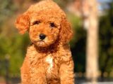 Bebek Surat Toy Poodle Bebekler