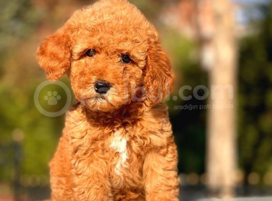 Bebek Surat Toy Poodle Bebekler görsel