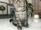 Son Yavru  2 Aylık British Shorthair Erkek