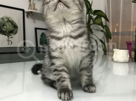 Son Yavru  2 Aylık British Shorthair Erkek görsel