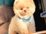 Ayı Surat Boo Pomeranian Yavrular