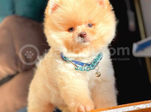 Ayı Surat Boo Pomeranian Yavrular