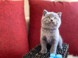 Muhtesem Kalite British Shorthair Gri Renk Oyuncu Yavru