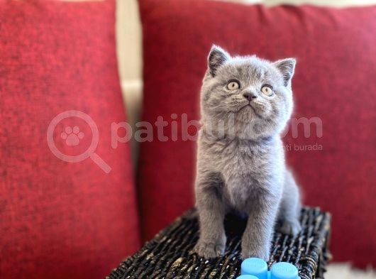 Muhtesem Kalite British Shorthair Gri Renk Oyuncu Yavru görsel