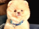 Ayı Surat Boo Pomeranian Yavrular