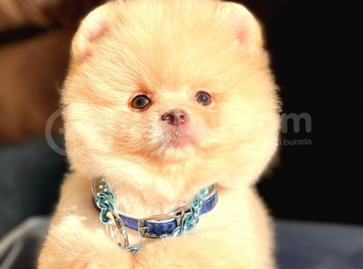 Ayı Surat Boo Pomeranian Yavrular görsel
