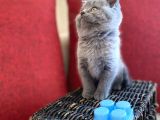 Muhtesem Kalite British Shorthair Gri Renk Oyuncu Yavru