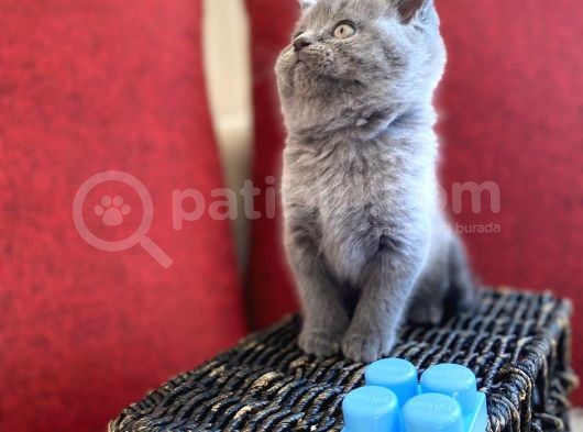 Muhtesem Kalite British Shorthair Gri Renk Oyuncu Yavru görsel