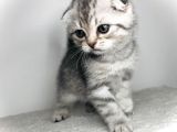 Scotish Fold Silver Tabby Erkek Sıfır Kulak