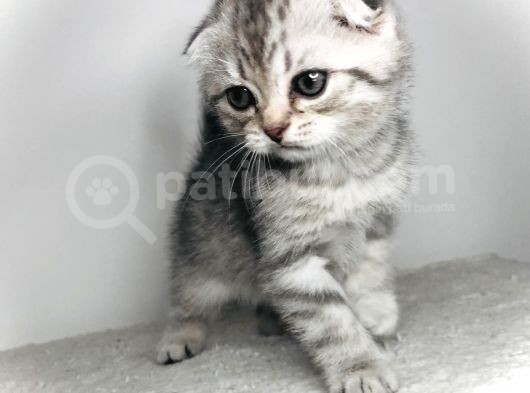 Scotish Fold Silver Tabby Erkek Sıfır Kulak görsel