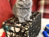 Show Face Scottish Fold Orjinal Gri Renk Super Yavru