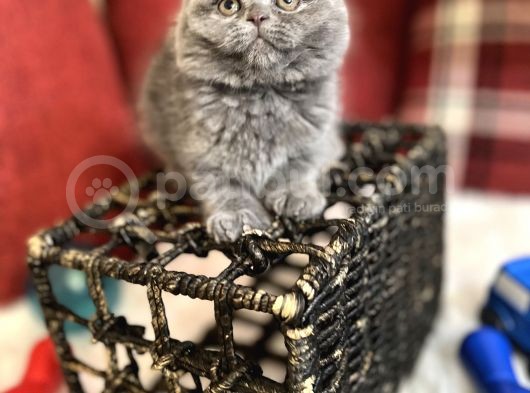 Show Face Scottish Fold Orjinal Gri Renk Super Yavru görsel