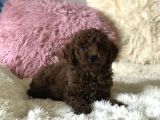 Red Brown Sevimli Mini Toy Poodle Yavrular