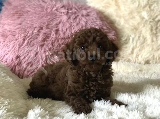 Red Brown Sevimli Mini Toy Poodle Yavrular görsel