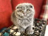 Show Face Scottish Fold Orjinal Gri Renk Super Yavru