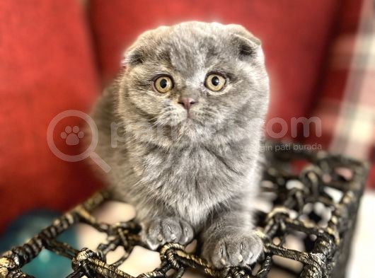 Show Face Scottish Fold Orjinal Gri Renk Super Yavru görsel