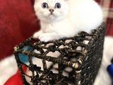 Efsane Yavrumuz British Shorthair Top Kafa Beyaz Renk