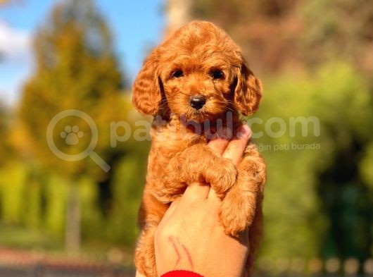 Bebek Surat Toy Poodle Bebekler görsel