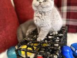 Lilac Renk British Shorthair Nadir Bulunan Renk Super Yavru
