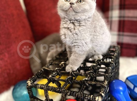Lilac Renk British Shorthair Nadir Bulunan Renk Super Yavru görsel