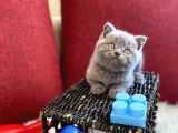 Muhtesem Kalite British Shorthair Gri Renk Oyuncu Yavru