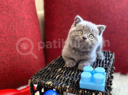Muhtesem Kalite British Shorthair Gri Renk Oyuncu Yavru