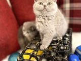 Lilac Renk British Shorthair Nadir Bulunan Renk Super Yavru