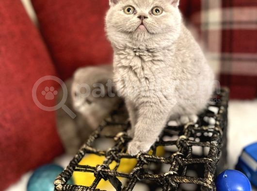 Lilac Renk British Shorthair Nadir Bulunan Renk Super Yavru görsel