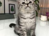 Son Yavru  2 Aylık British Shorthair Erkek