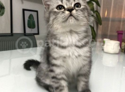Son Yavru  2 Aylık British Shorthair Erkek