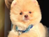 Ayı Surat Boo Pomeranian Yavrular