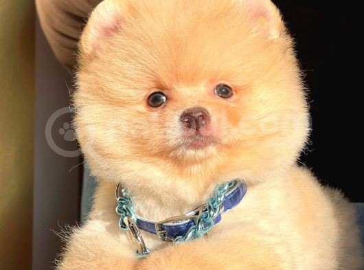 Ayı Surat Boo Pomeranian Yavrular görsel