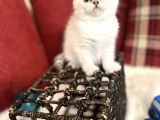 Efsane Yavrumuz British Shorthair Top Kafa Beyaz Renk