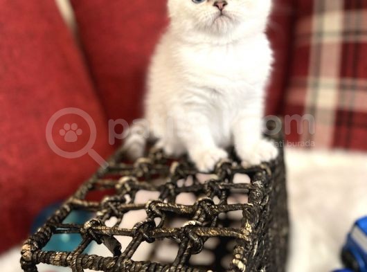 Efsane Yavrumuz British Shorthair Top Kafa Beyaz Renk görsel