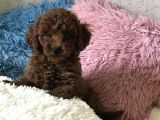 Red Brown Sevimli Mini Toy Poodle Yavrular