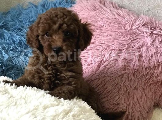 Red Brown Sevimli Mini Toy Poodle Yavrular