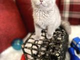 Lilac Renk Scottish Fold Nadir Bulunan Efsane Bebek