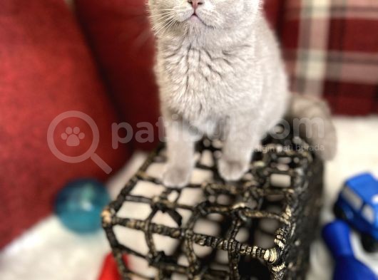 Lilac Renk Scottish Fold Nadir Bulunan Efsane Bebek görsel