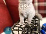 Lilac Renk Scottish Fold Nadir Bulunan Efsane Bebek