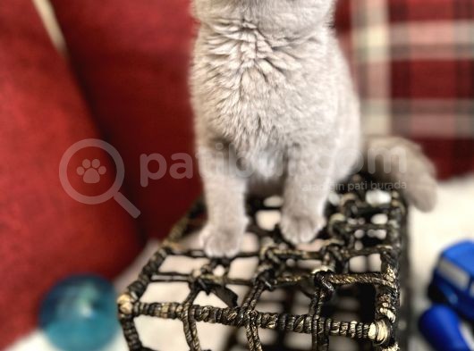 Lilac Renk Scottish Fold Nadir Bulunan Efsane Bebek görsel