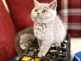 Lilac Renk British Shorthair Nadir Bulunan Renk Super Yavru