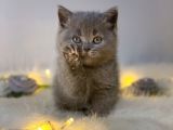 ORJİNAL SAFKAN Bri̇ti̇sh Shorthai̇r Blue