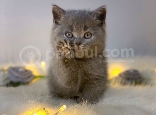 Orji̇nal Safkan Bri̇ti̇sh Shorthai̇r Blue