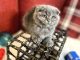 Show Face Scottish Fold Orjinal Gri Renk Super Yavru